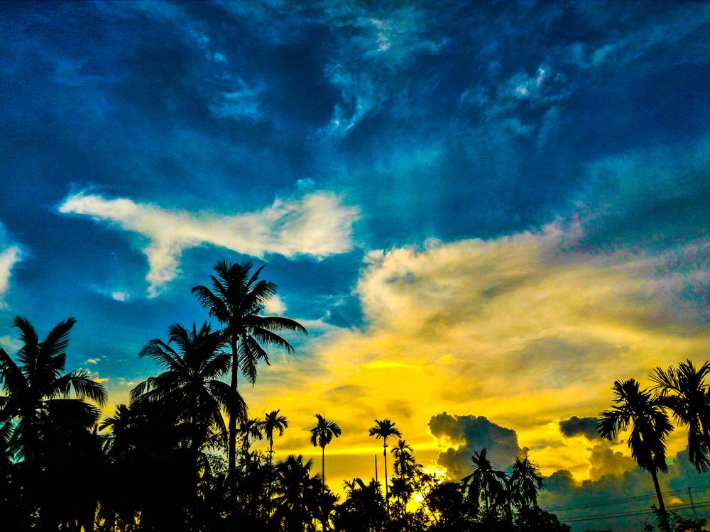 Silhouette of Palm Trees Under Blue and Yellow Sky · Free Stock Photo