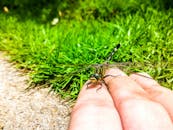 在绿色花园中，一只蜻蜓轻轻地落在手指上的宏观镜头