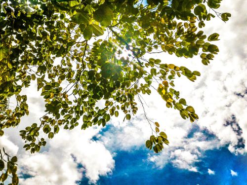 Free Vibrant green leaves with sunlight shining through against a bright blue sky and fluffy clouds. Stock Photo
