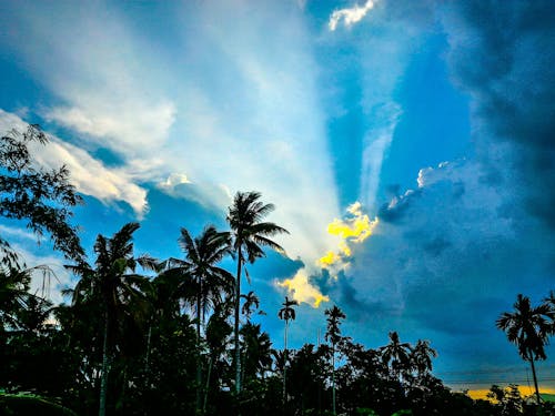 Kostnadsfria Kostnadsfri bild av gryning, himmel, kokospalmer Stock foto