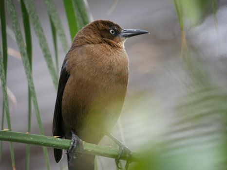 Bird Perched on a Plant
