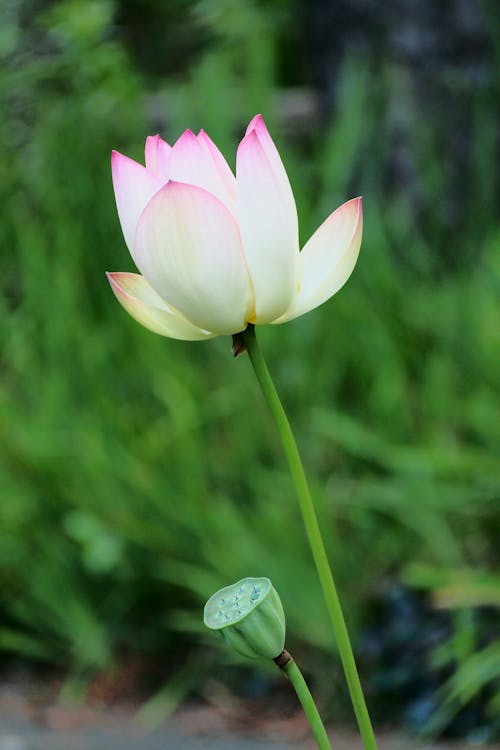 Close-Up Shot of a White Lotus Flower in Bloom