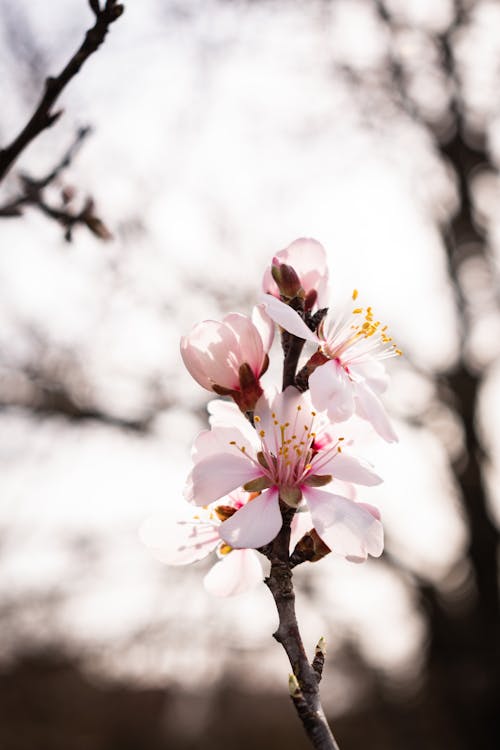 Close-Up Shot of Cherry Blossoms in Bloom