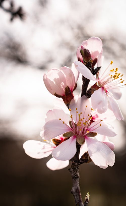 Close-Up Shot of Almond Flowers in Bloom