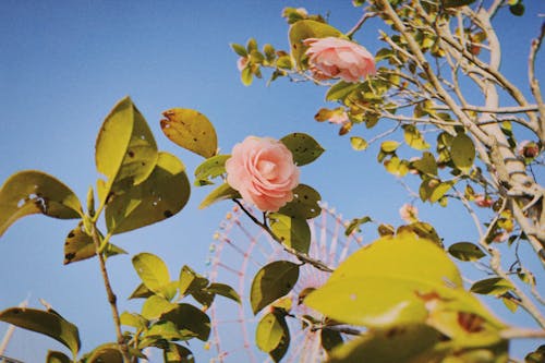 Fotos de stock gratuitas de árbol floreciente, camelia japonesa, cielo azul