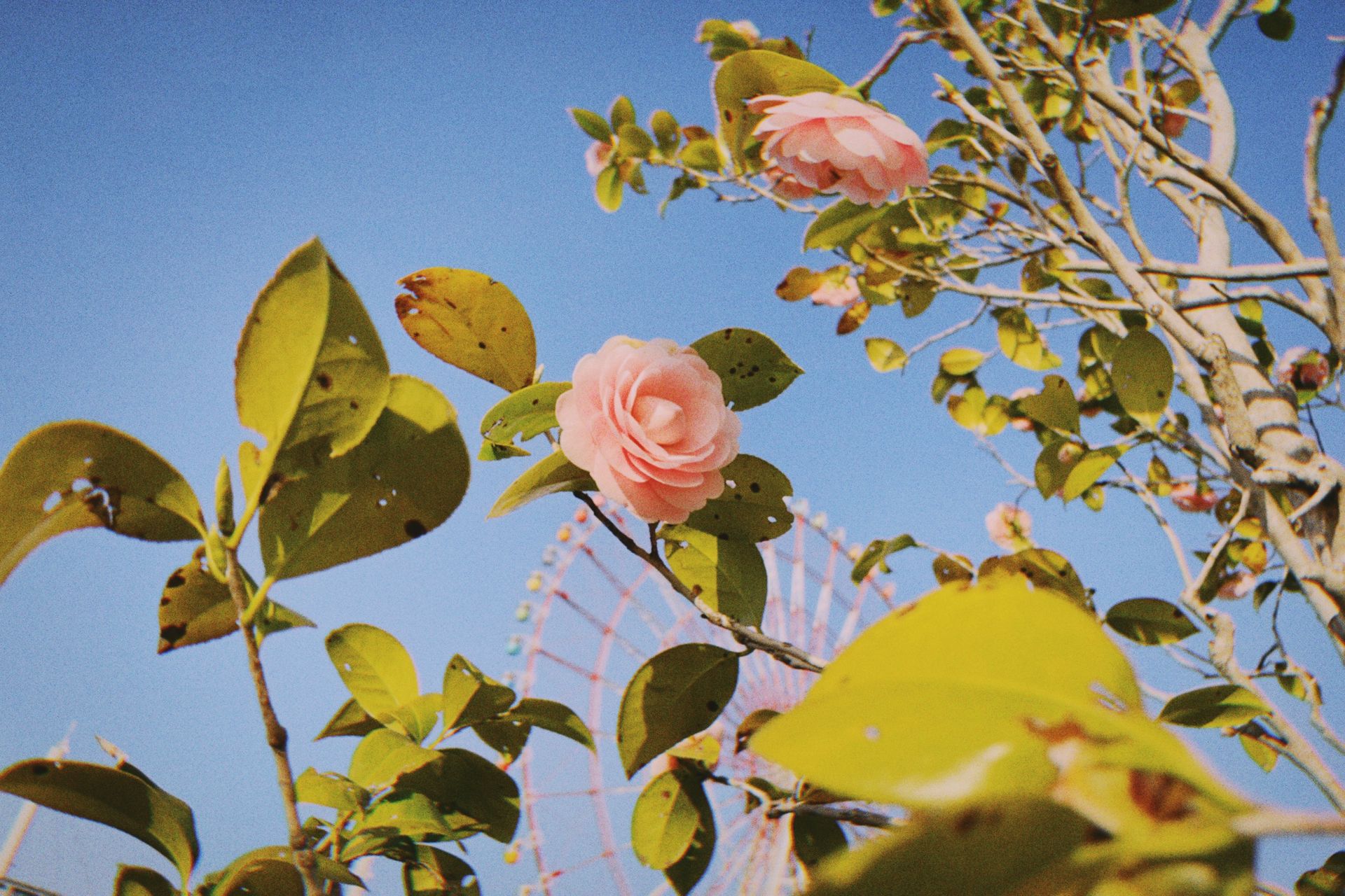 Beautiful pink Japanese camellia blooming in Tokyo with a clear blue sky. Captured in Koto City.