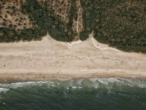 Free Green Trees Beside Body of Water at the Beach Area Stock Photo