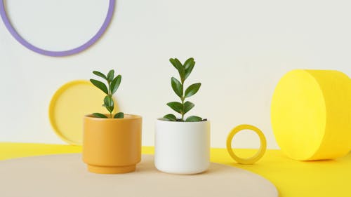 Green Plants in White and Yellow Pots