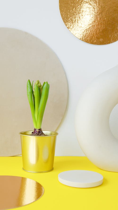 Green Plant in Yellow Pot