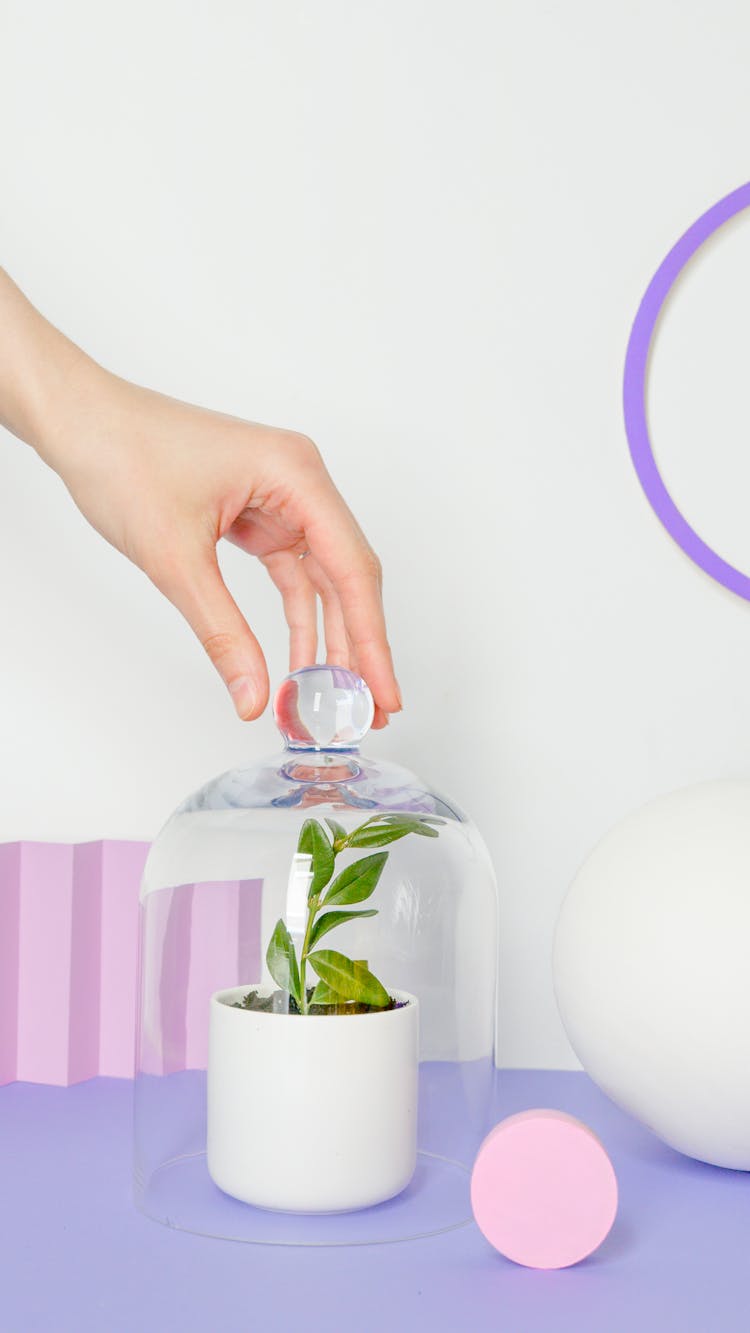 A Person Putting On A Glass Lid On A Plant On White Pot