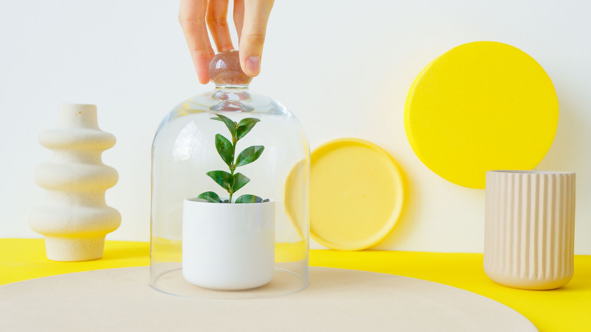 A Person Holding a Clear Glass Lid Covering a Green Plant on a Pot