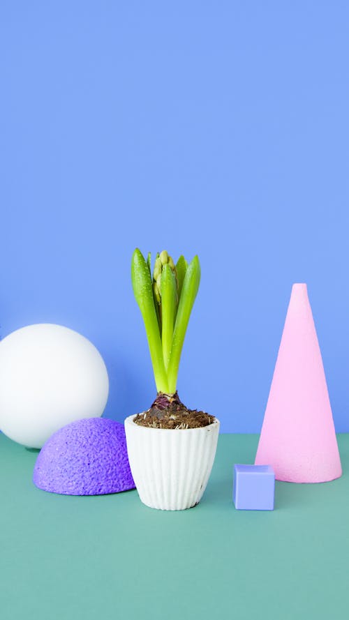 Free A Plant in White Pot Near Decorative Shapes Stock Photo