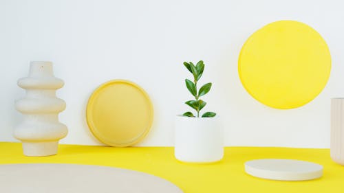 A Green Potted Plant on the Yellow Surface