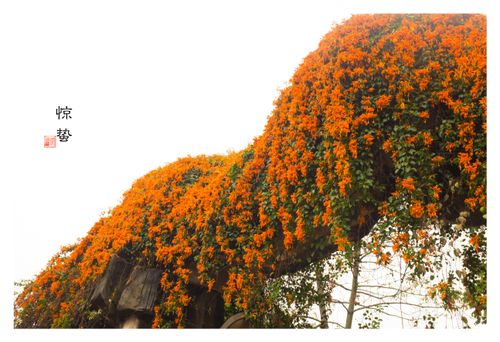 Free stock photo of flower Stock Photo