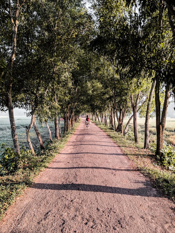 Foto d'estoc gratuïta de arbres, bangladesh, bici