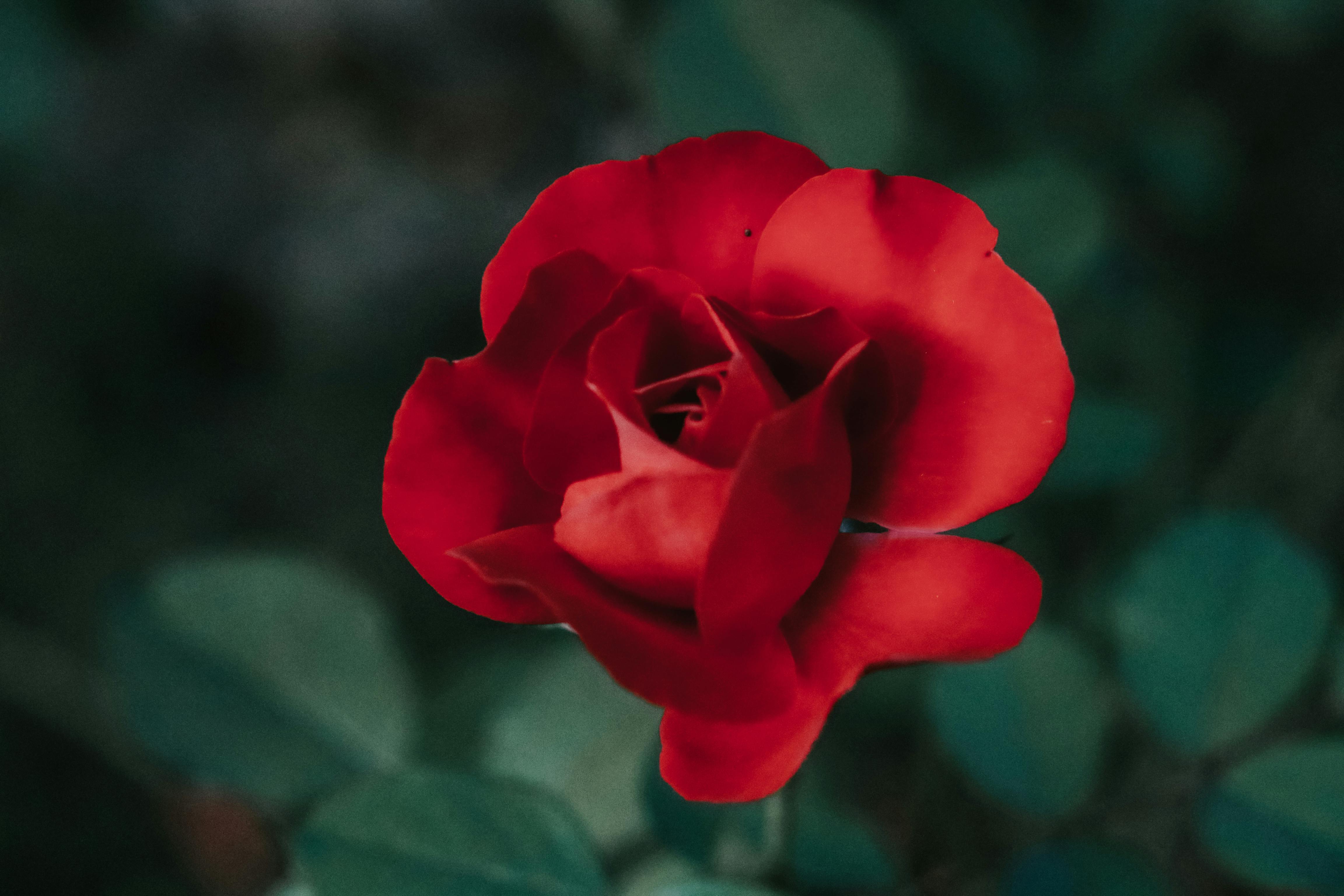 Red Rose · Free Stock Photo