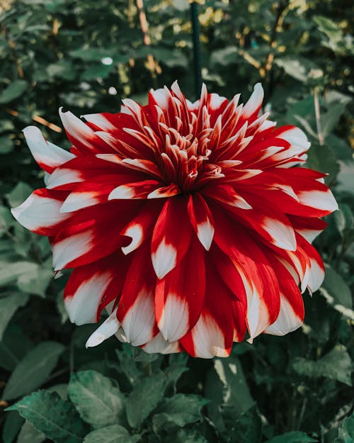 Free Close-Up Shot of a Dahlia in Bloom Stock Photo