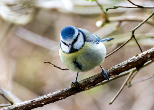 Close-Up Shot of a Eurasian Blue Tit Perched on a Twig