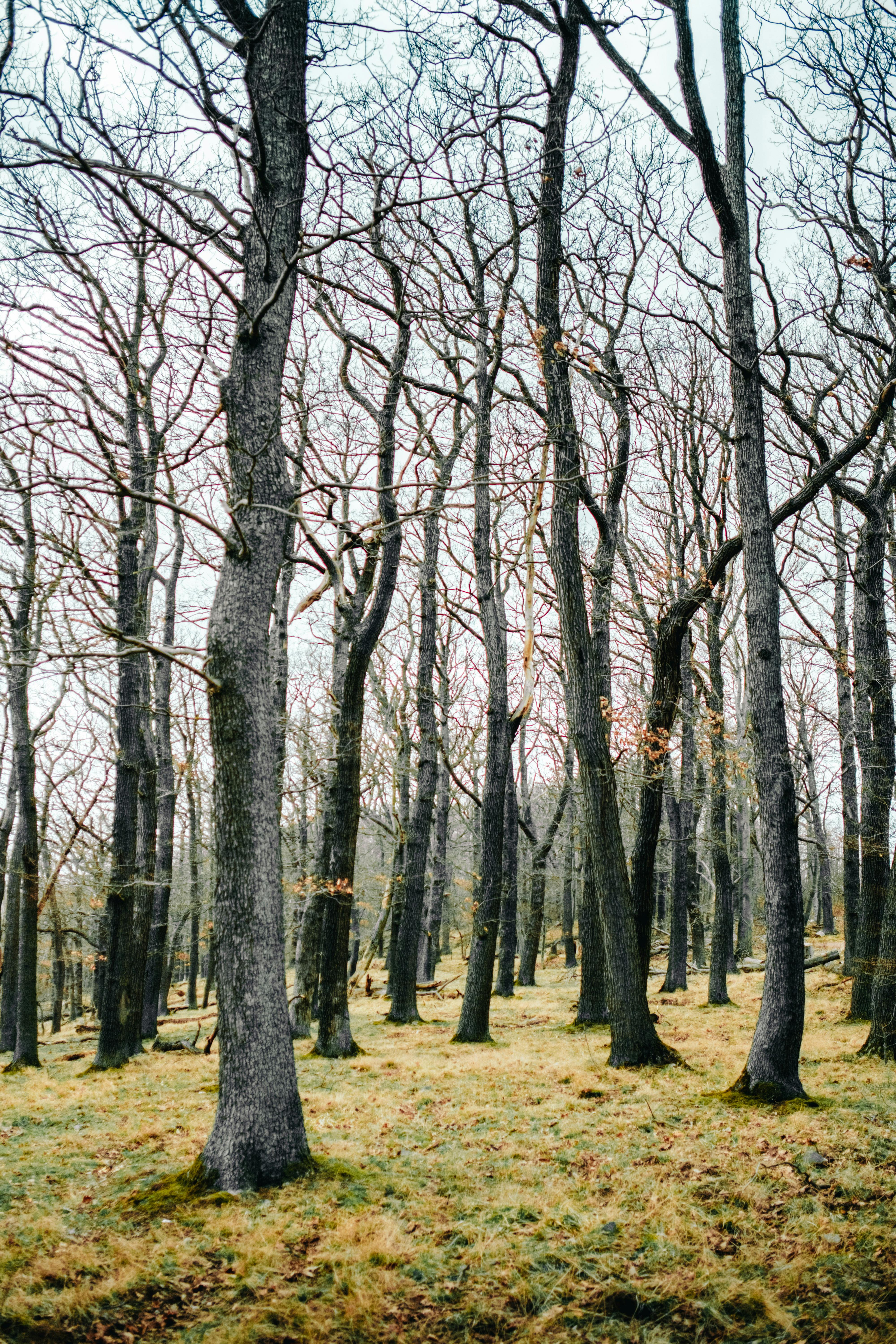Captivating view of leafless trees in a serene Thale forest during winter.