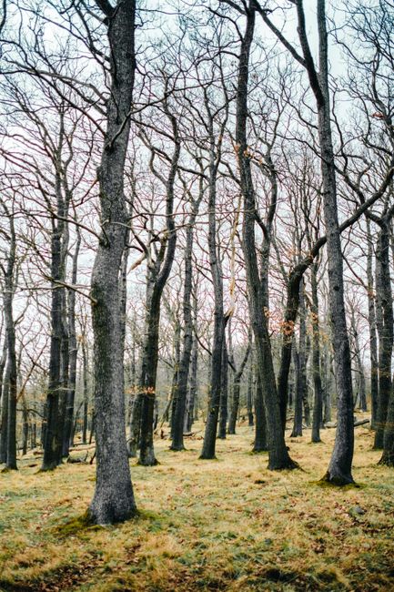 Captivating view of leafless trees in a serene Thale forest during winter.