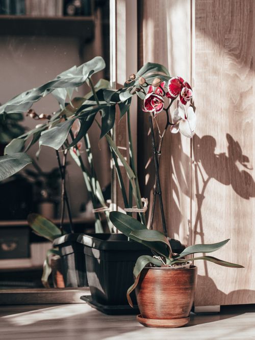 Free Vibrant red and white orchids in pots bathed in soft natural light indoors. Stock Photo