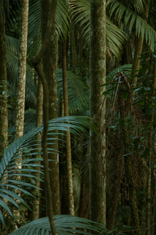 Foto profissional grátis de árvores, aumento, campo