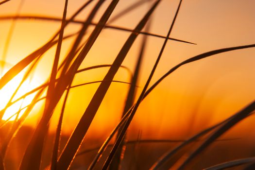 Close-up of grass silhouettes against a vivid orange sunset sky, highlighting natural beauty.