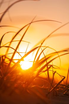 Close-up of grass silhouetted against a vibrant orange sunset, creating a warm, backlit scene.