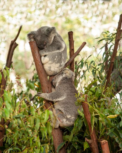 Free Adorable koalas resting on tree branches in their natural habitat, showcasing wildlife behavior. Stock Photo