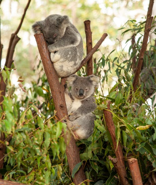 Koala Bears on Tree Branches