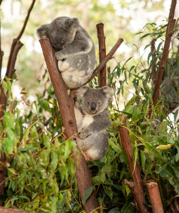 Koala Bears On Tree Branches