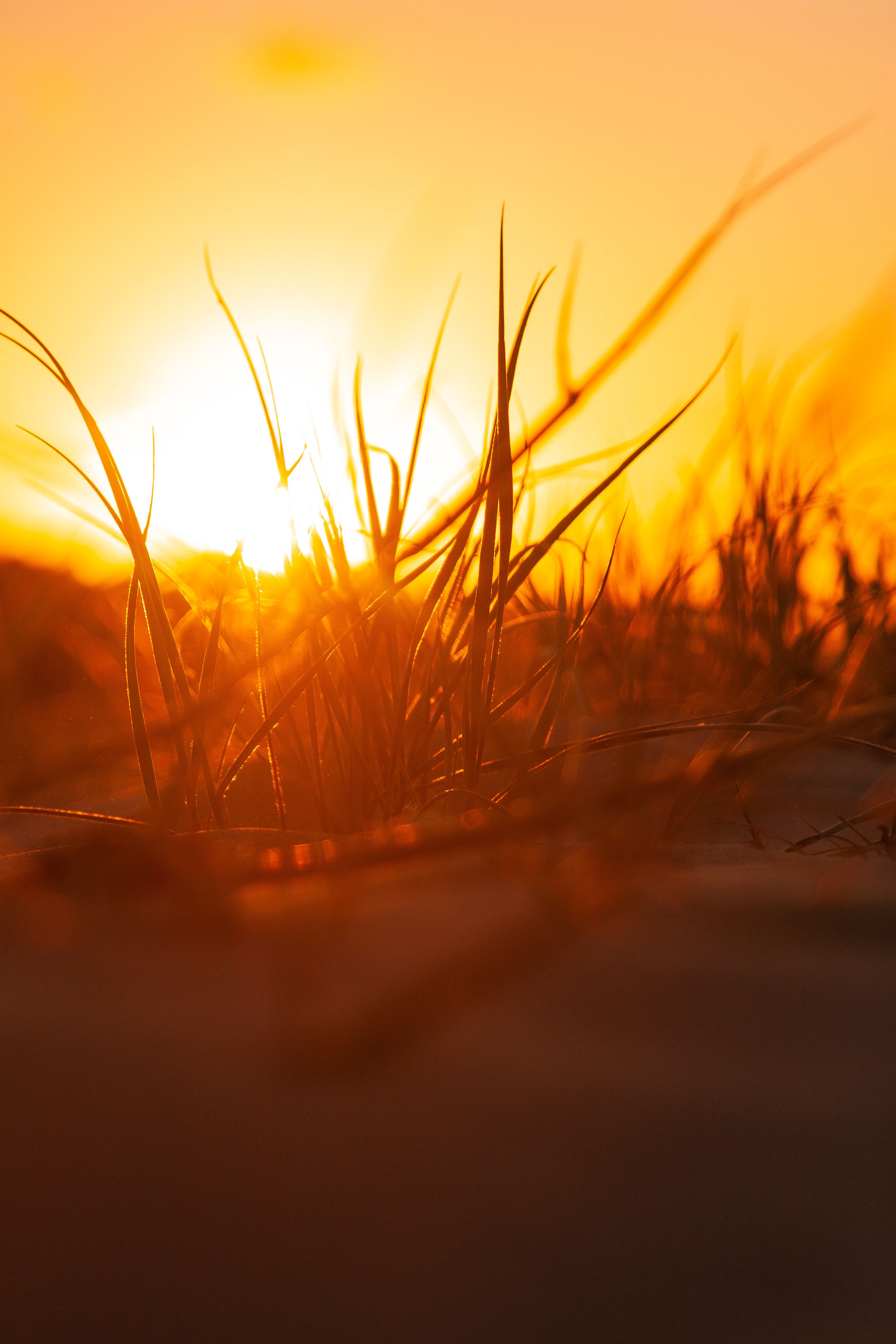 Grass Silhouette Photo at Sunset · Free Stock Photo