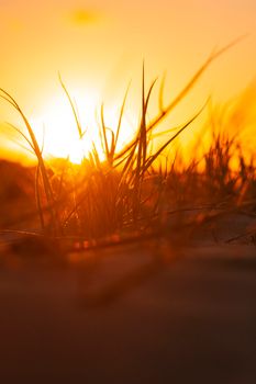 Silhouette of grass against a vibrant orange sunset sky offering a serene natural vista.