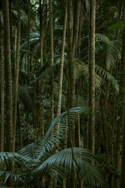 Close-up of the Inside of a Jungle with Pal Trees