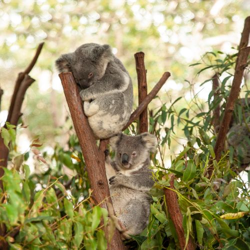 Free Adorable koalas perched in trees, exemplifying their natural habitat and behavior. Stock Photo