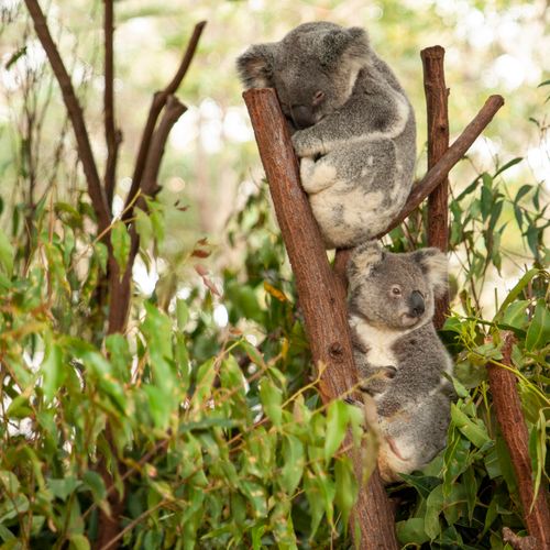 Free Two koalas peacefully resting on eucalyptus branches in a natural setting. Stock Photo