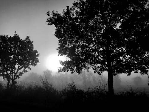 Grayscale Photo of Silhouetted Trees