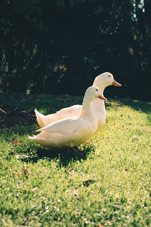 Ücretsiz Yeşil çim Sahada Iki Beyaz ördek Stok Fotoğraflar