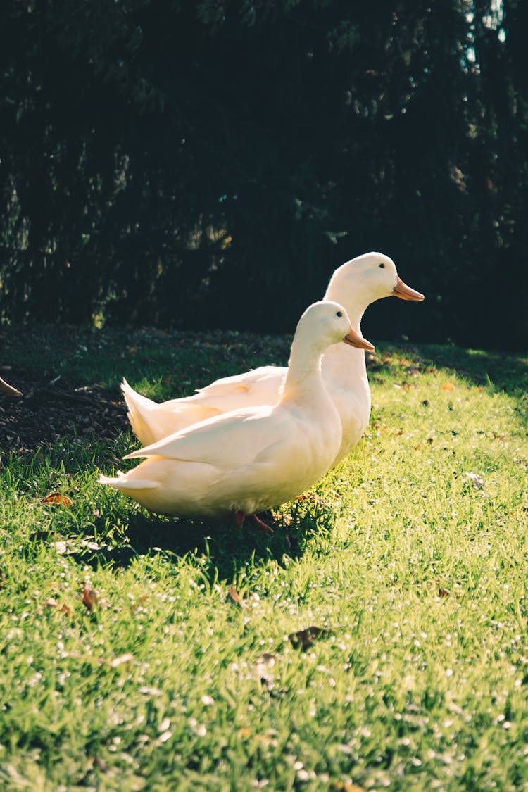 Two White Ducks On Green Grass Field