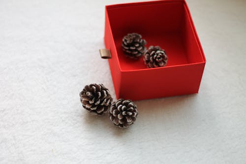 Brown and White Pine Cones inside the Red Box