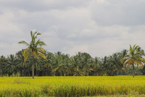 Foto Di Campo Di Riso Verde