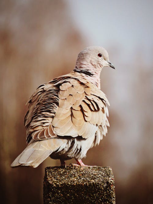 Základová fotografie zdarma na téma detail, fotografování zvířat, hloubka ostrosti