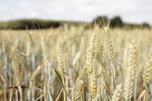 Thin ears of wheat with leaves growing in agricultural field in rural terrain of countryside on blurred background in nature