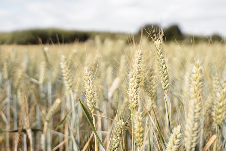 Wheat Growing In Field In Countryside