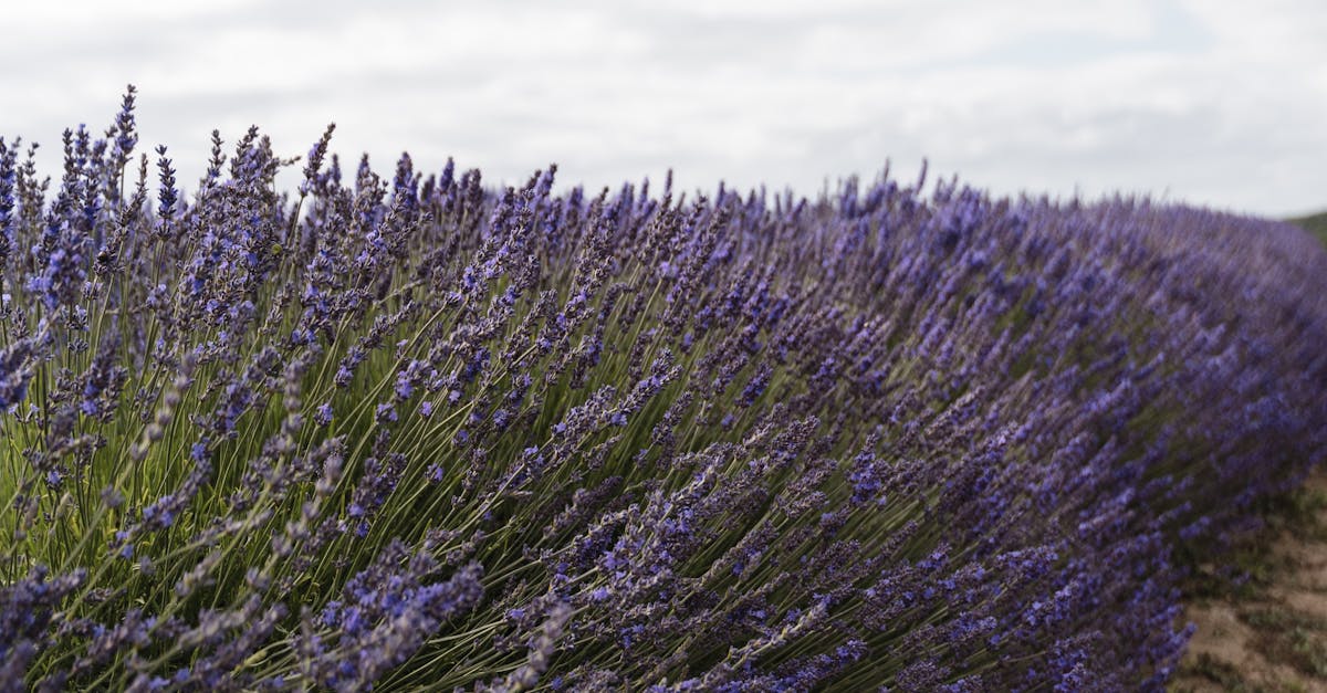 How to plant lavender seeds outside