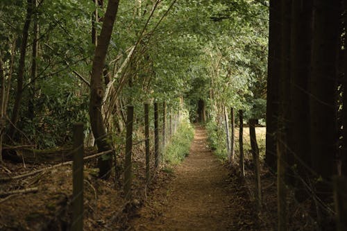 Rural path through green trees