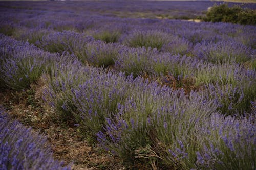 Bushes of lavender in nature