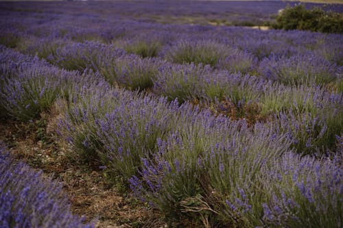 Ilmainen kuvapankkikuva tunnisteilla aromaattinen, aromi, botaniikka