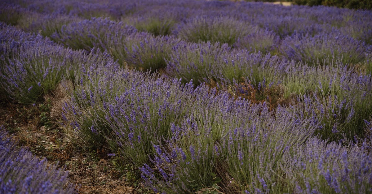 How to grow lavender plants UK