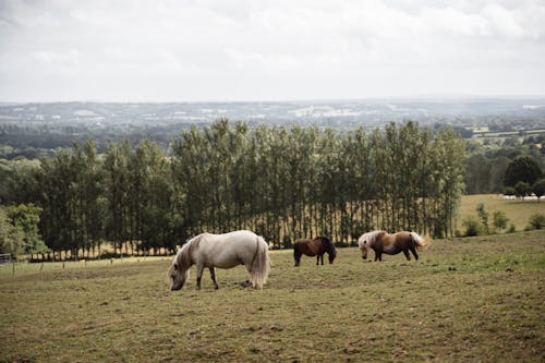 Herd of hairy Shetland ponies grazing on green pasture near green trees against hilly area in suburb area of countryside